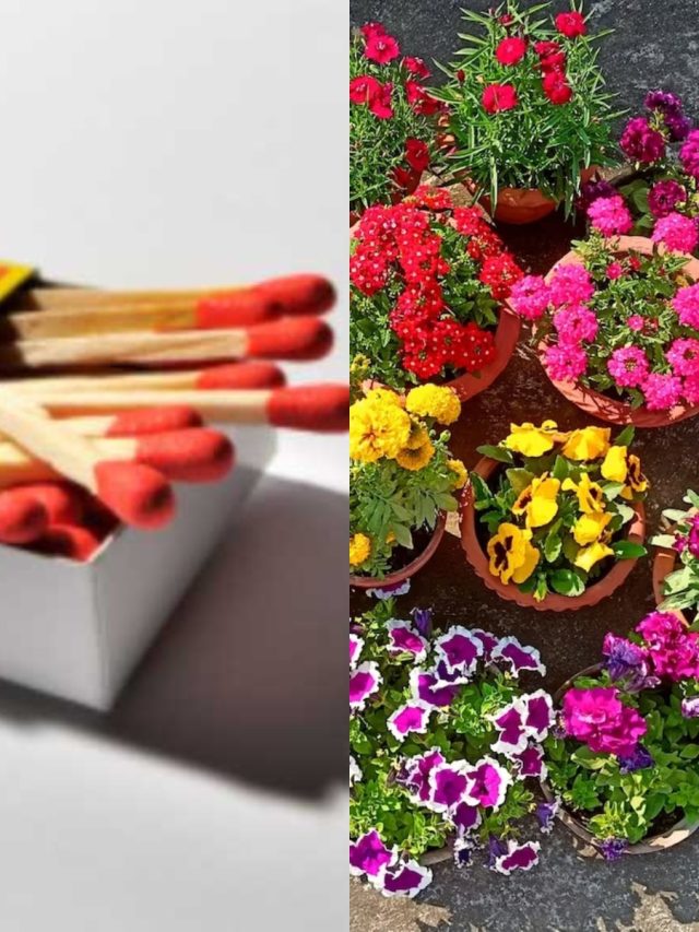 টবে দেশলাই কাঠি গুঁজে দিন, প্রচুর ফুটবে গাঁদা-চন্দ্রমল্লিকা-পিটুনিয়া