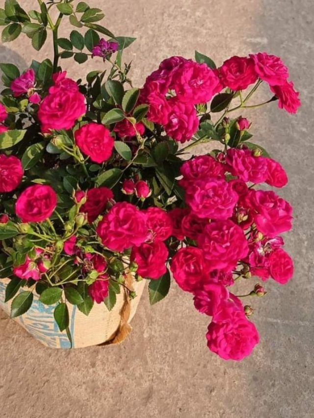 গোলাপ ফুল উপচে পড়বে, গাছের গোড়ায় দিন এই ৬ জিনিস