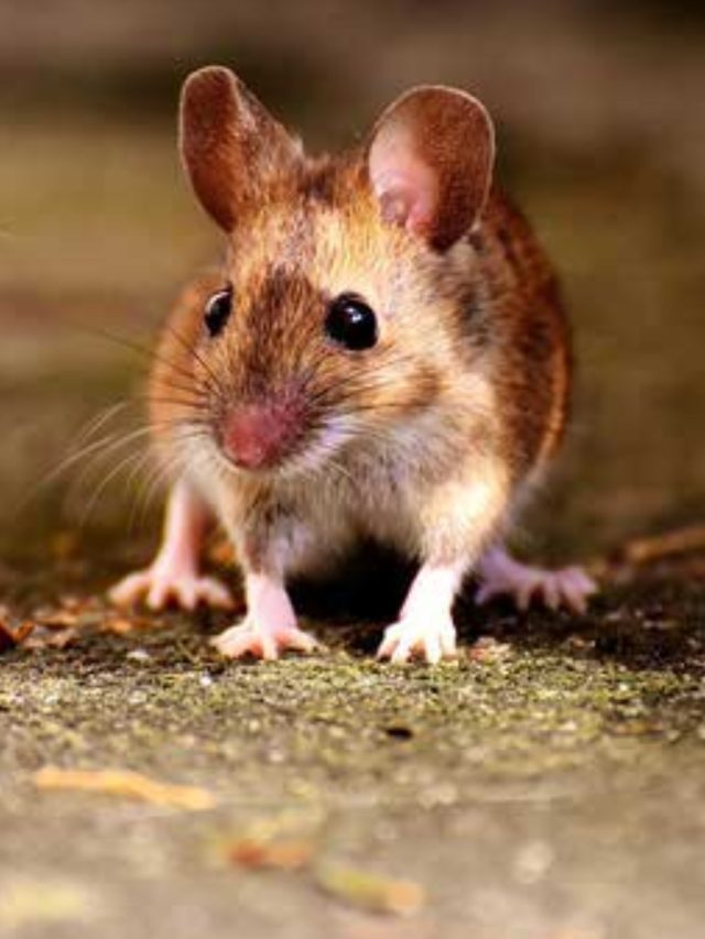 ইঁদুরের উৎপাতে নাজেহাল? এসব ঘরোয়া উপায়ে তাড়ান