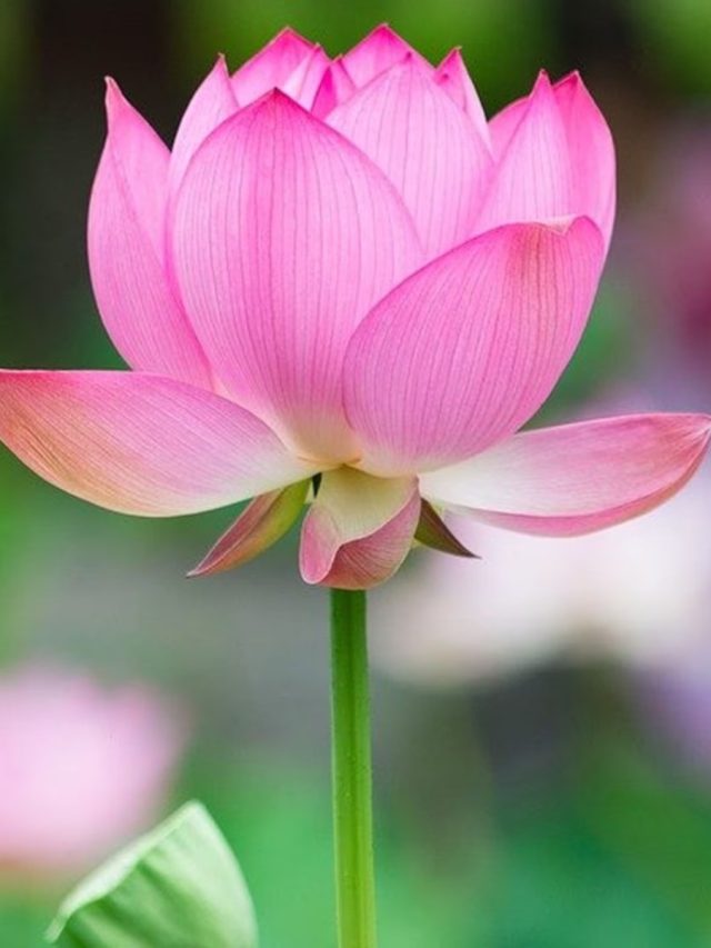 বাড়ির বালতিতেও ফুটতে পারে পদ্মফুল, জেনে নিন পদ্ধতি