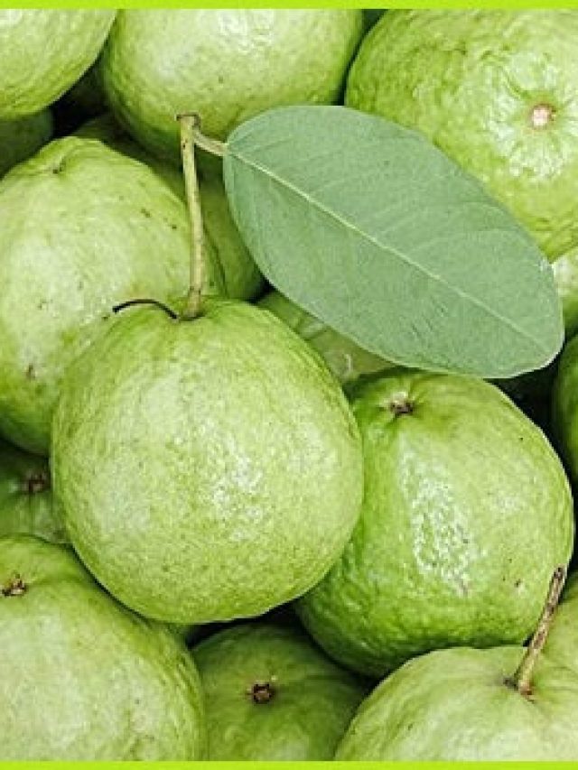 রোজ খান একটা পেয়ারা, কী কী উপকার পাবেন?