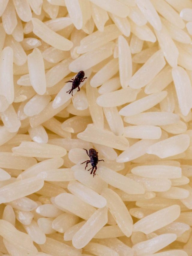 চাল, ডাল, আটায় পোকা ধরবে না, খালি রেখে দিন এই গাছের পাতা