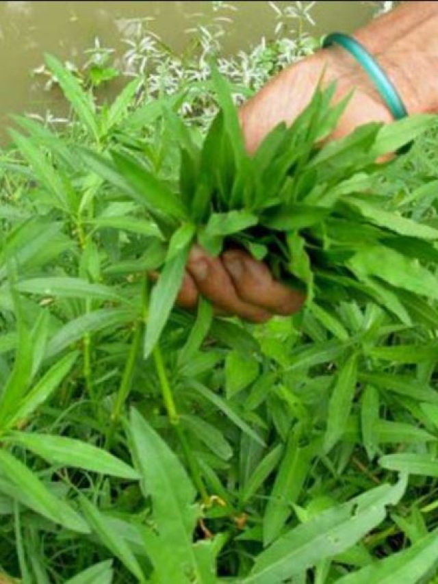 গ্রামের এই শাক সবাই দুচ্ছাই করে! এতেই কোটি টাকার গুণ