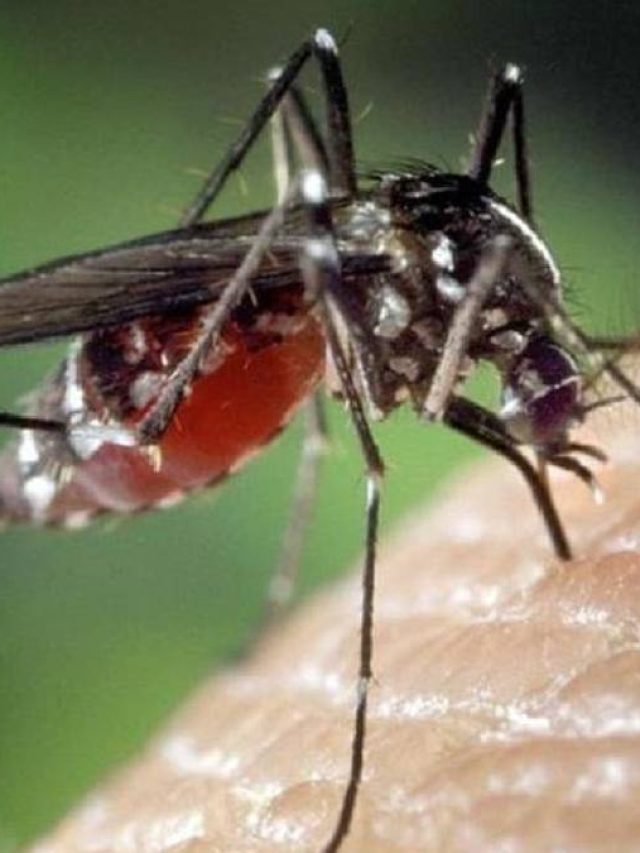 ডেঙ্গিতে কমে যায় প্লেটলেট, কীভবে রাতারাতি বাড়বে?