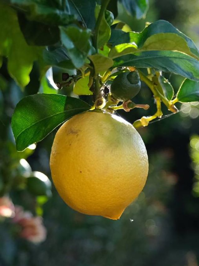 বাড়িতে এই গাছ লাগালেই মিলবে সাফল্য, জানুন বাস্তু কী বলছে