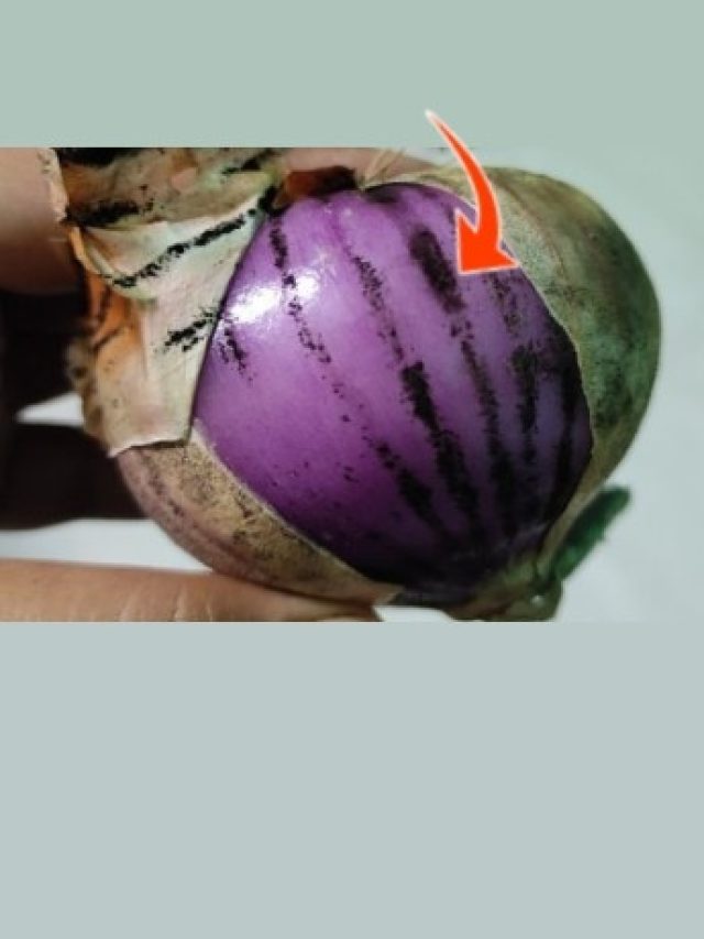 পেঁয়াজের খোসায় কালো গুঁড়োটা আসলে কী? জানলে অবাক হবেন