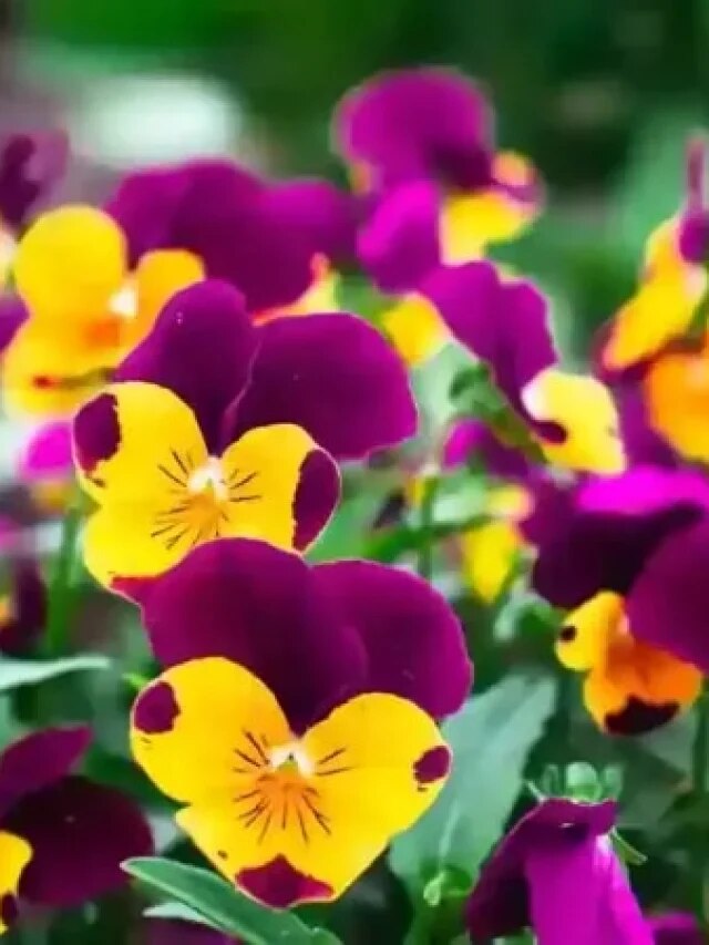 বিনা যত্নেই ফাটিয়ে ফুল হবে এই ৫ গাছে