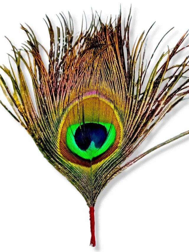 বাড়ির এই দিকে রাখুন ময়ূরের পালক, জীবনে ভাত-ডালের অভাব হবে না