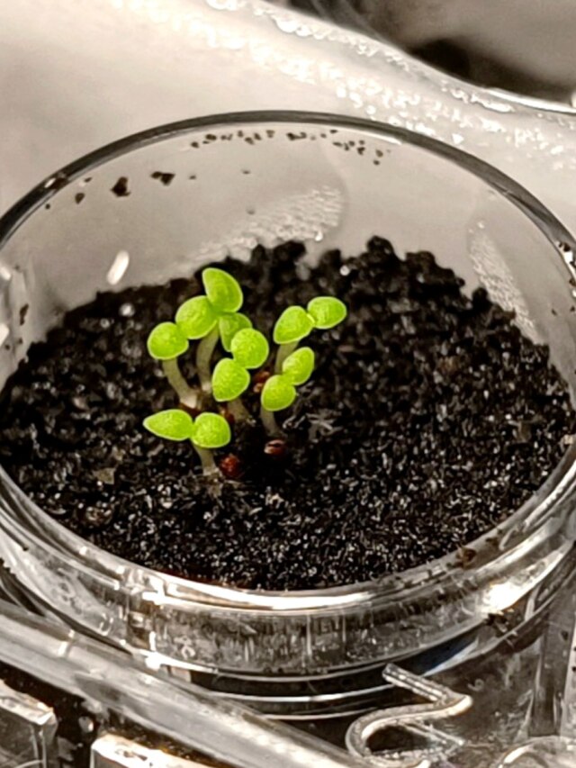 Agriculture in Moon's soil? Scientists may have solved the puzzle; Here is what we know so far 