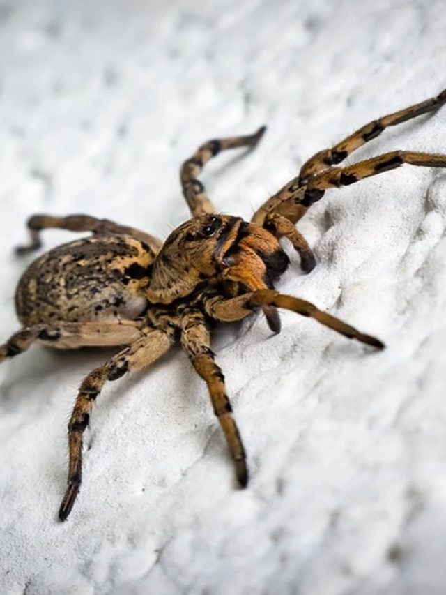 বাথরুমে- রান্নাঘরে মাকড়সার উপদ্রব? না মেরে এভাবে তাড়ান