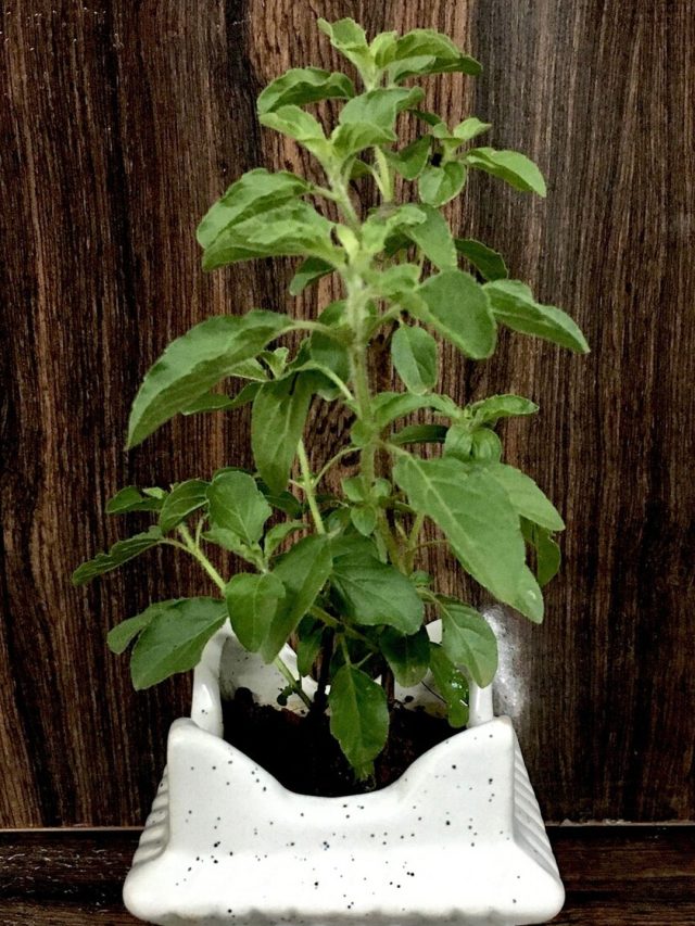 বাড়ির এই জায়গায় রাখবেন না তুলসী গাছ, ঘোর বিপদ ঘনিয়ে আসবে