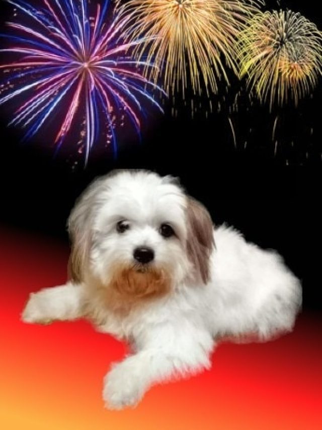 শব্দবাজির ভয়ে কাঁটা বাড়ির আদরের পোষ্য, তাদের ভালো রাখবেন কীভাবে?