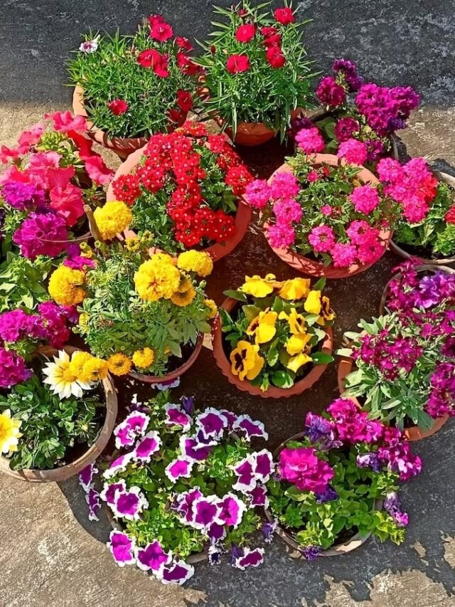 মাছ ধোয়া জল টবে কীভাবে দিলে প্রচুর ফুটবে গাঁদা-পিটুনিয়া? জেনে নিন