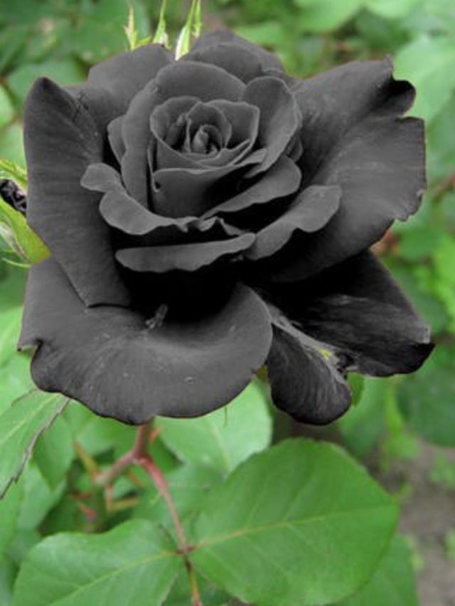 লাল-গোলাপি তো আছেই, এবার ছাদবাগানে লাগান কালো গোলাপ