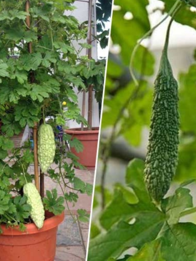 টবেই হবে বাম্পার করলা, মাটি তৈরি থেকে বীজ পোঁতার কৌশল শিখুন