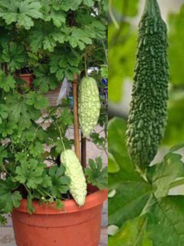 বীজ পোঁতা থেকে বাম্পার ফলন, জানুন বাড়িতে করলা চাষের সহজ ধাপ