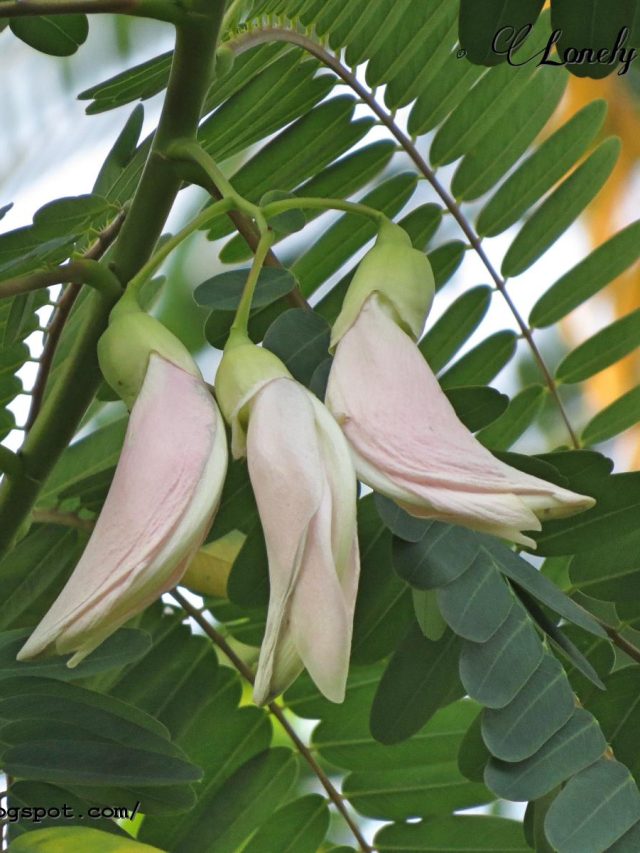 ৫০ বছর বয়সেও যৌবন চড়চড়িয়ে বাড়বে, খেতে হবে গ্রামবাংলার এই ফুল