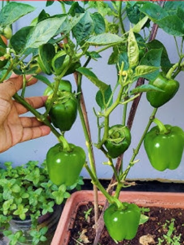 শীতে বাড়ির টবেই হবে বাম্পার ক্যাপসিকাম, শিখে নিন পদ্ধতি