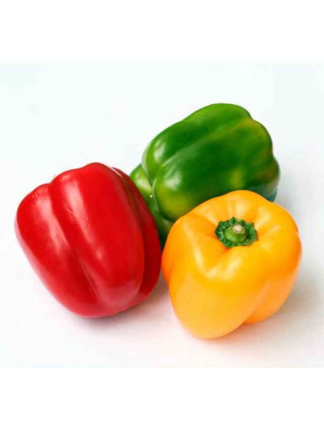 খাওয়া-বেচা দুটোই হবে, শীতকালে টবে ক্যাপসিকাম চাষ করেই হোন লাখপতি