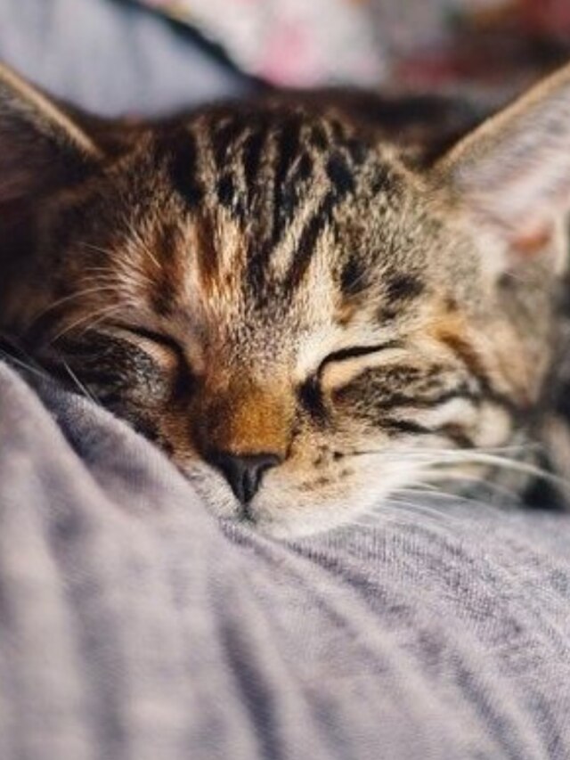 বিড়াল রেগে না খুশি? যেভাবে বুঝবেন পোষ্যর মানসিক অবস্থা