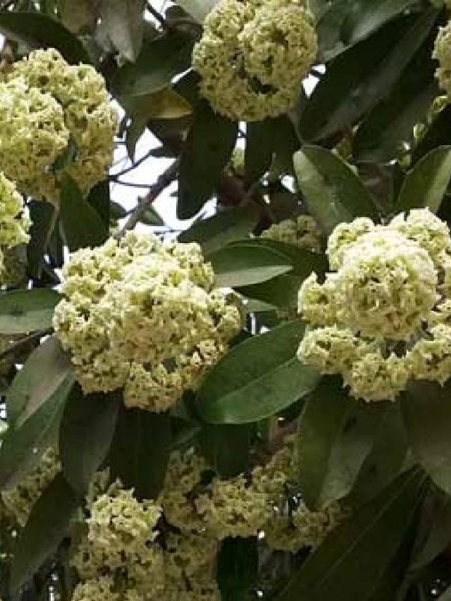 এই ফুলের গন্ধে ধরে নেশা, তাও 'শয়তানের গাছ' বলে কেন?