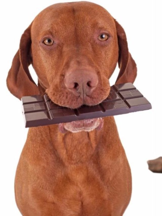 Ten Animals that can Eat Chocolate