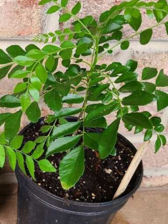 শুকিয়ে যাচ্ছে কারিপাতা গাছ? এই ৫ উপায়ে রাখুন সবুজ পাতাবাহার