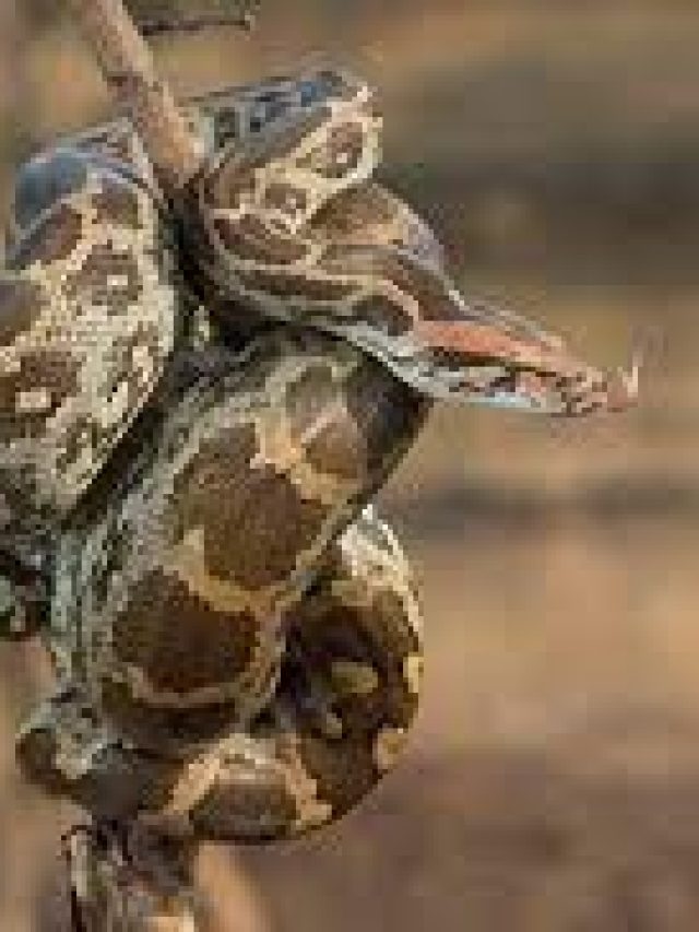 বিশ্বের সবচেয়ে লম্বা ৫টি সাপ, ছবি দেখেই চমকে উঠবেন