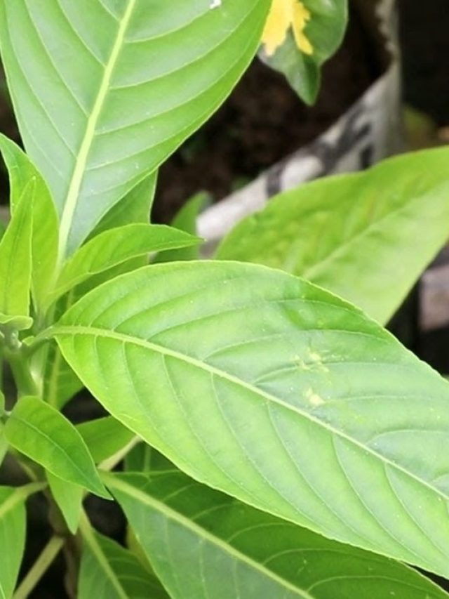 সকালে কাশি, গায়ে ব্যথা? এই পাতার রস খেলেই সমাধান