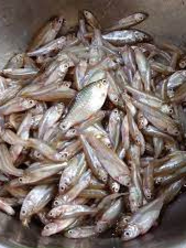 গলায় মাছের কাঁটা আটকেছে? রইল সবচেয়ে সহজ সমাধান