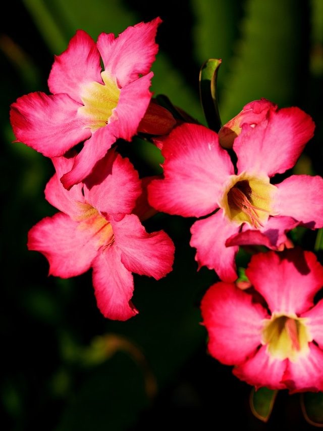 বিনা যত্নেই ফাটিয়ে ফুল হবে এই ৫ গাছে