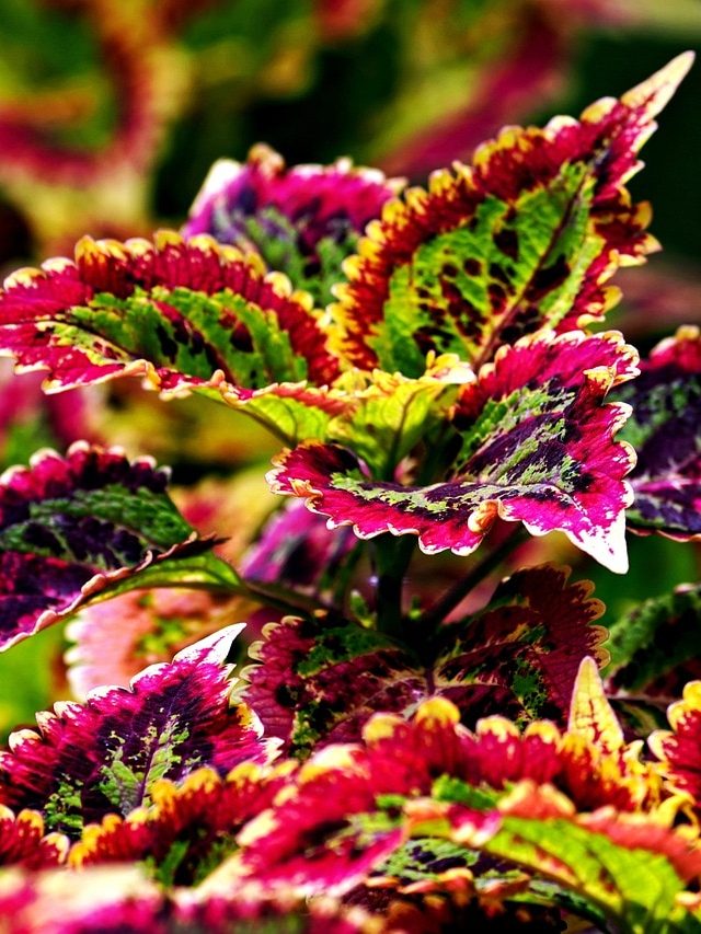 পাঁচটি তাক লাগানো গাছ, ডাল বসালেই শিকড় গজাবে