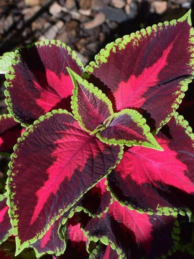 ডাল কেটে বসালেই হয়, বাগান আলো করে রাখে এই গাছ