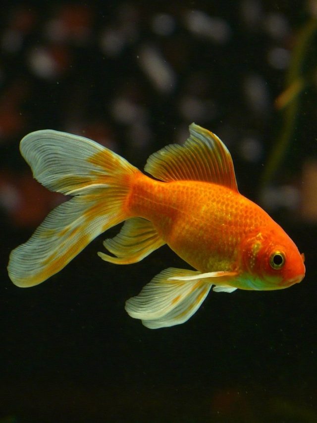 বাড়িতে এই মাছ পুষবেন না! বিপদে পড়বেন