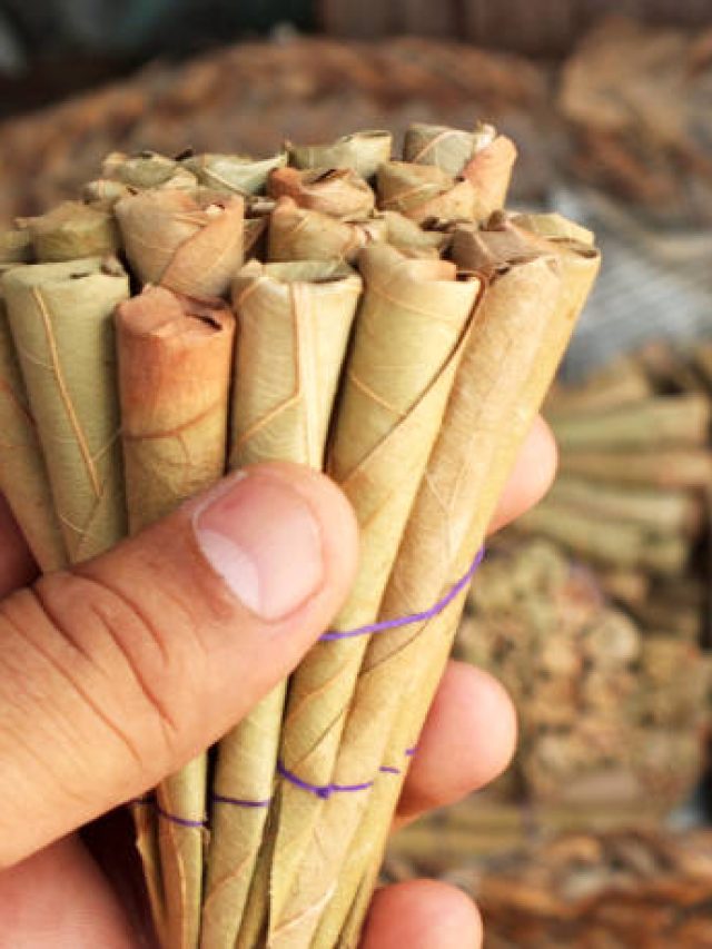 বিড়িকে ইংরেজিতে কী বলে? বেশিরভাগ লোকই জানেন না