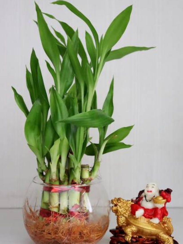 কালীপুজোয় বাড়িতে লাগান এই ৫ গাছ, জীবনেও টাকার অভাব হবে না