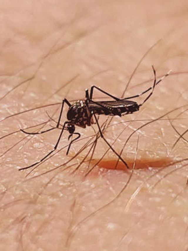 বাড়িতে লাগান এই ৪ গাছ, ত্রিসীমানায় আসবে না একটা মশাও