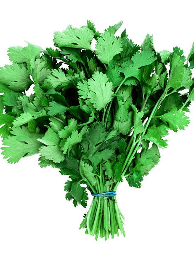 ধনেপাতা খান অথচ উপকারিতা জানেন না? এবার জেনে নিন