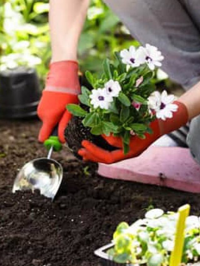 সবে শখের গার্ডেনিং শুরু করেছেন? এই ভুলগুলি একেবারেই করবেন না