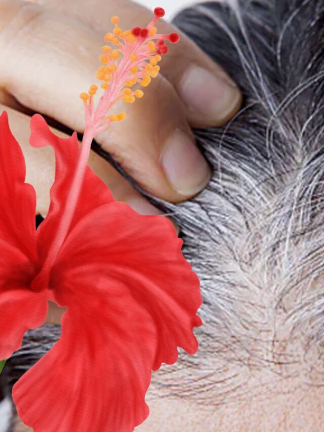 পাকা চুল কালো ও লম্বা করে জবা ফুল, পেস্ট বানান এভাবে