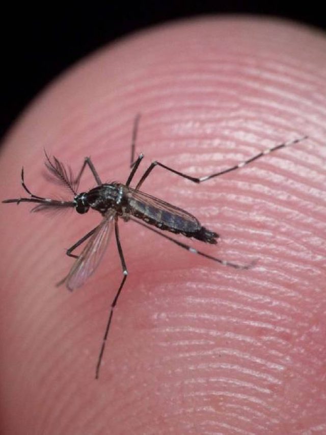 মশার কামড়ে প্রাণ ওষ্ঠাগত, জানেন এরা কতদিন পর্যন্ত বাঁচে?