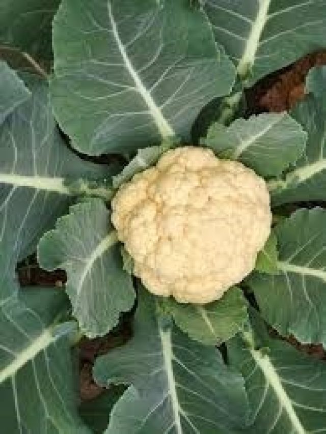 ফুলকপি খেলেই পেটে গ্যাস হয়, কেন বলুন তো?