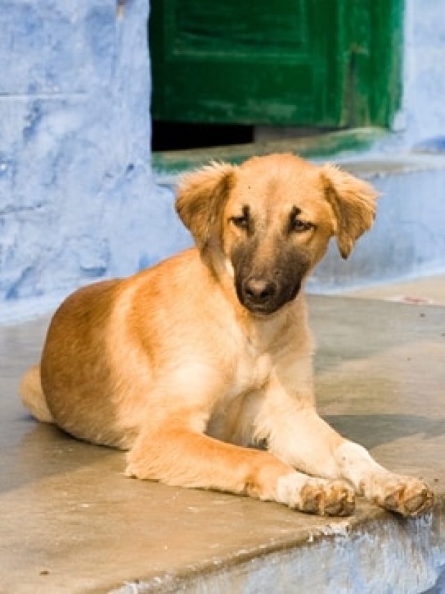 এই ৫ প্রাণী বাড়িতে আসা শুভ, পরিবারের উন্নতি হয়