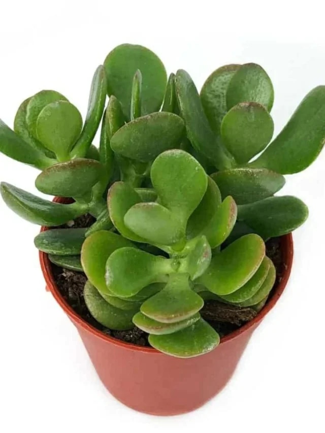 চুম্বকের মতো টাকা টানে এসব ইনডোর গাছ, জীবনে উন্নতির পথ খুলবে