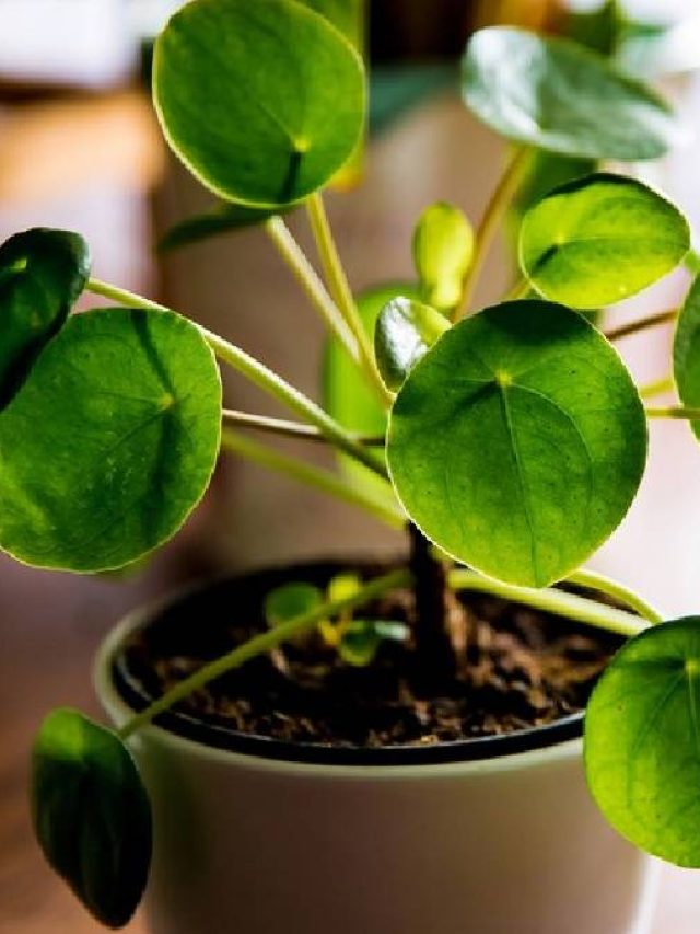 আর্থিক অবস্থা ভালো করার জন্য বাড়িতে মানিপ্ল্যান্ট? কোনও ভুল করেননি তো