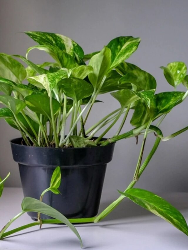 ঘরের মানি প্ল্যান্টে বাঁধুন এই জিনিস, অর্থসংকট দূর হবে: বাস্তু টোটকা