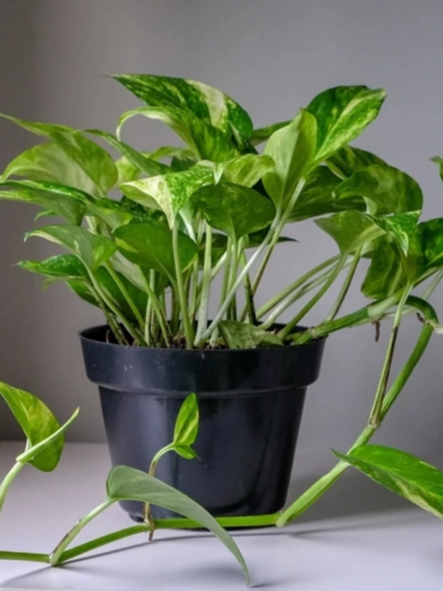 বাড়িতে মানি প্ল্যান্ট রাখার সেরা জায়গা এটাই,আসবে টাকা