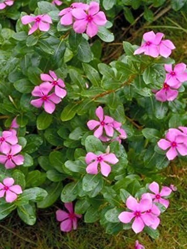 সপ্তাহে ৩ দিন চিবিয়ে নিন পয়সা ফুল গাছের পাতা! আর সুগারের টেনশন নেই