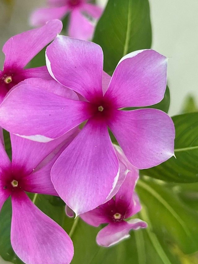 ওষুধ ছাড়াই হাই সুগার কমবে কম সময়ে! শুধু চিবিয়ে খান এই পাতা