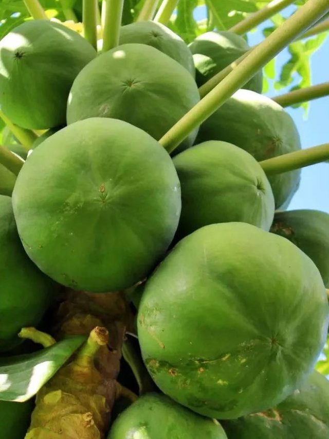 এক টুকরো সেদ্ধ পেঁপে ধরে রাখবে বয়স, ত্বক থাকবে টানটান